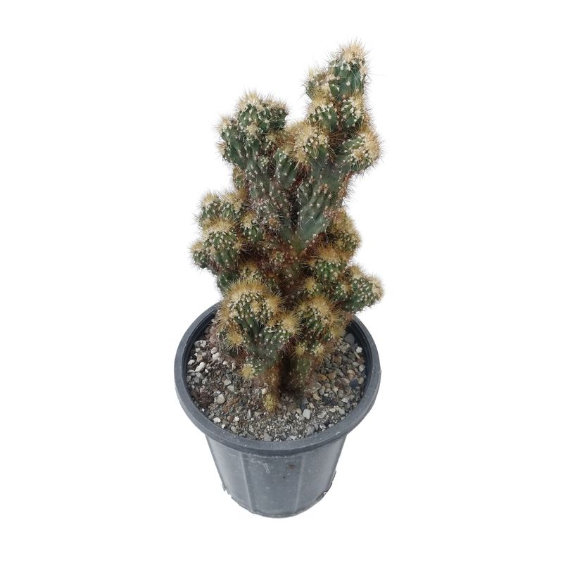 گیاه طبیعی کاکتوس سرئوس مدل صخره ای دفرمه کد c17